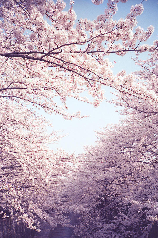 New Spring, Cherry Tree In Full Bloom Photograph by Hiroki - Rush Of Happiness -