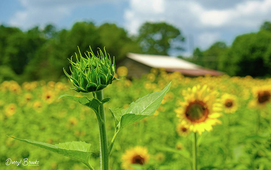 New Sunflower in Field Photograph by Darryl Brooks