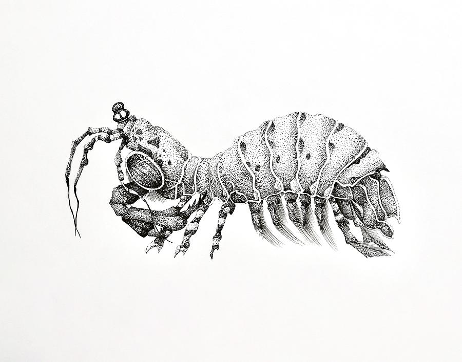 Shrimp drawing  Jim Carrier  Drawings Ocean tattoos Art poster design