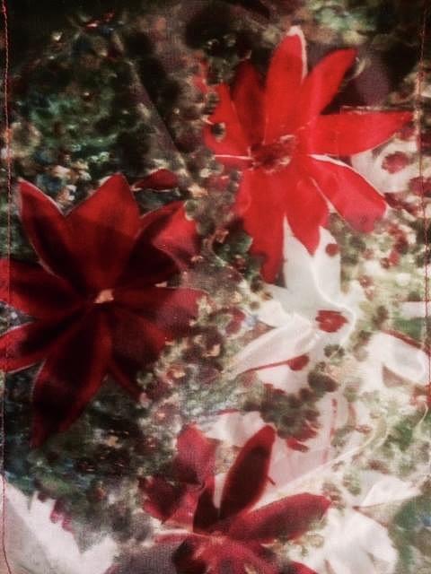 Poinsettias Painting by Monica Hebert