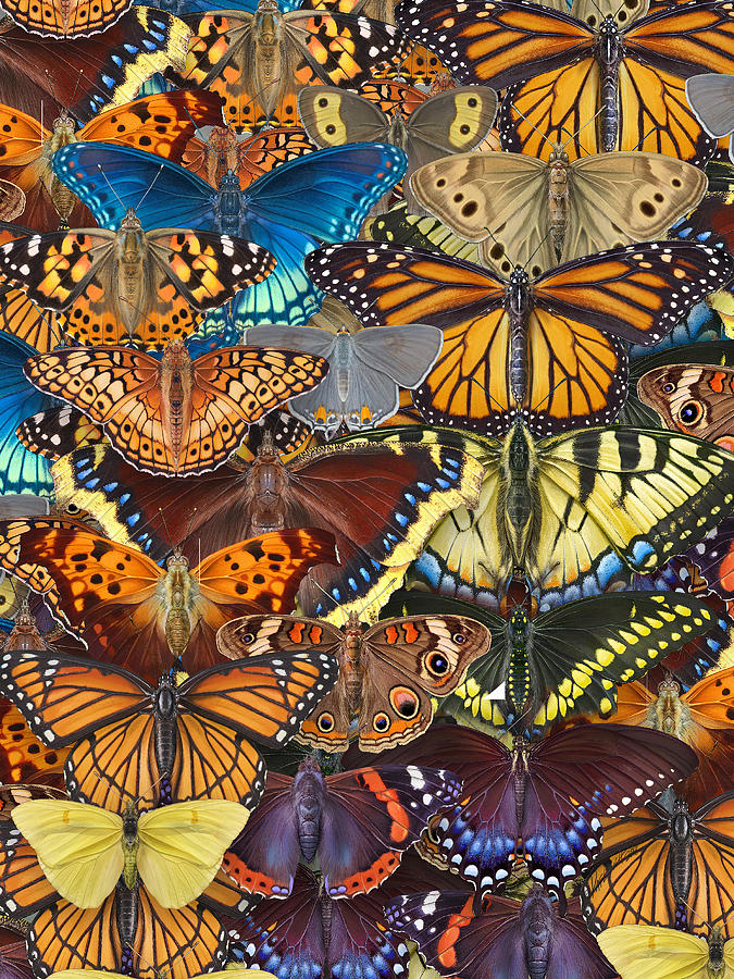 Butterfly Digital Art - Butterfly Puzzle Image by Patrick Lynch Butterfly Digital Art - Butterfly Puzzle Image by Patrick Lynch