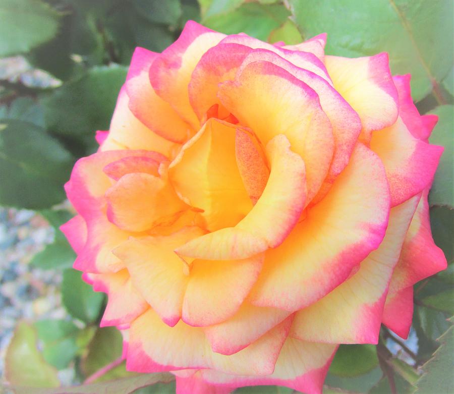 Pink and Yellow Rose Photograph by Sharon Ackley