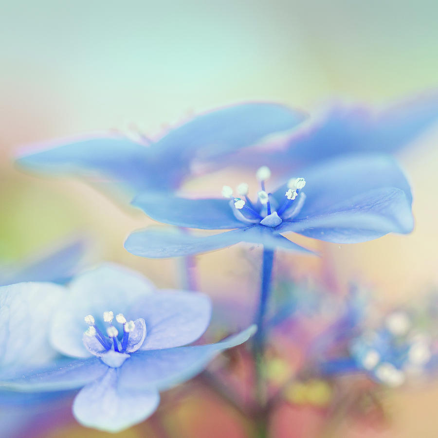 Blue Hydrangeas  Photograph by Susan Gary