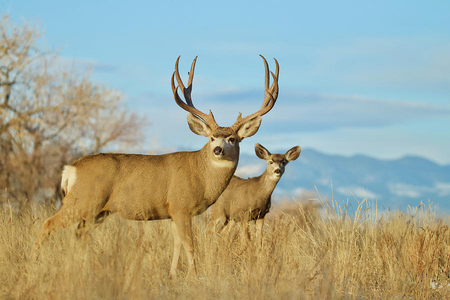 Mule Deer Pair - environmental portrait Photograph by Tom Reichner ...