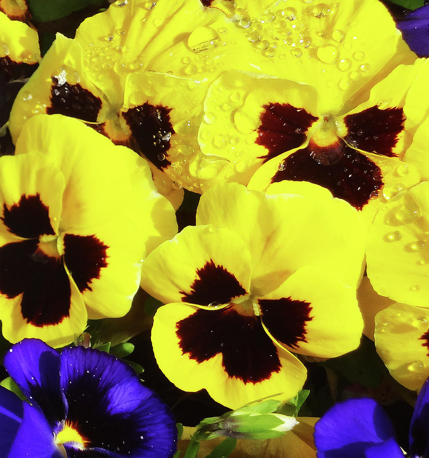 Pansies Photograph - New Yella by Bruce IORIO