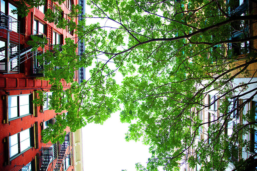 New York Apartments With Tree Photograph by Thomas Northcut