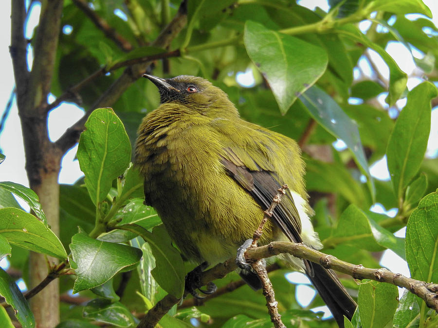 New Zealand Bellbird Photograph by Lisa Crawford - Fine Art America