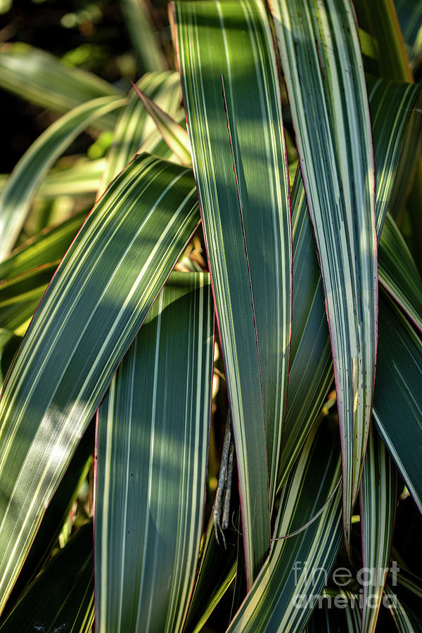 New Zealand Flax (phormium Tenax) Photograph by Science Photo Library New Zealand Flax (phormium Tenax) Photograph by Science Photo Library