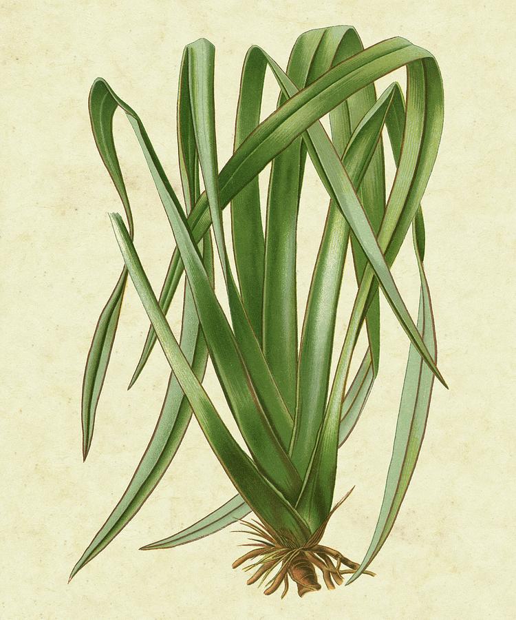 Nature Painting - New Zealand Flax by Vision Studio