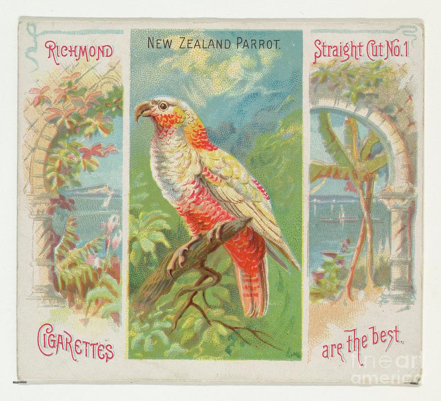 New Zealand Parrot Drawing by Heritage Images