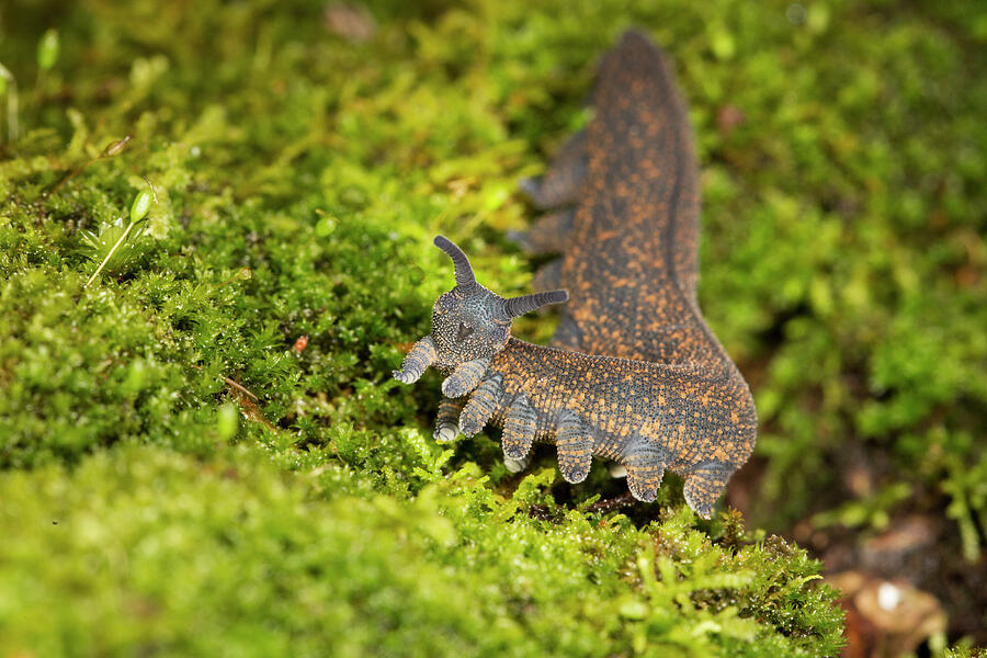 New Zealand Peripatus / Velvet Worm Portrait, Walking Over Photograph ...