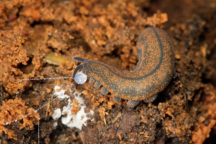 New Zealand Peripatus / Velvet Worm Spitting Out A Sticky Photograph by ...