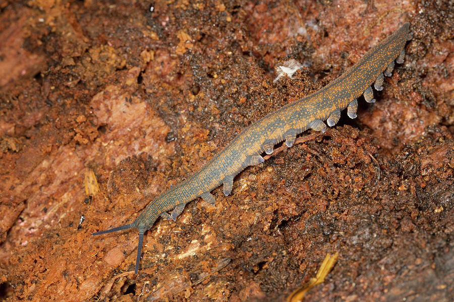 New Zealand Peripatus / Velvet Worm Walking Over A Rotten Photograph by ...