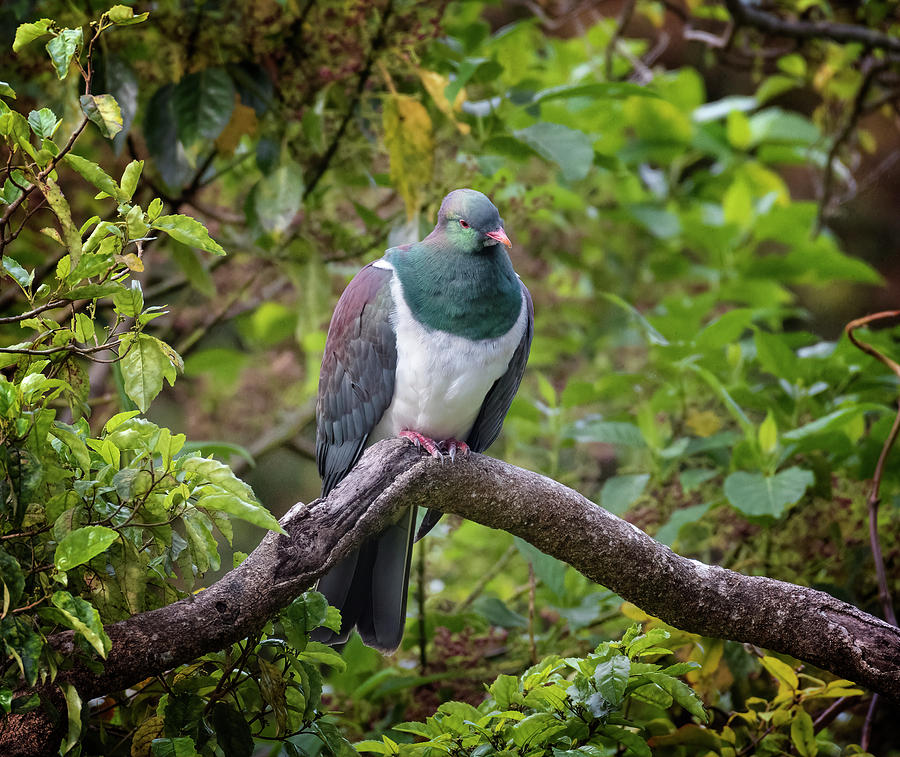 New Zealand Pigeon Photograph by Joan Carroll