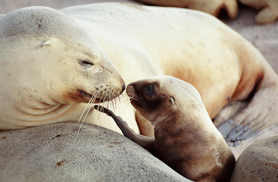 New Zealand Sea Lion Phocarctos Photograph by Art Wolfe