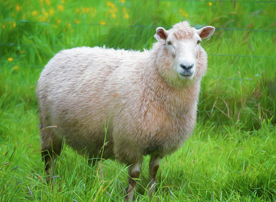 New Zealand Sheep Painterly Photograph by Joan Carroll