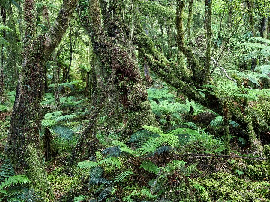 New Zealand, South Island, West Coast, Oceania, Rainforest At Monroe ...