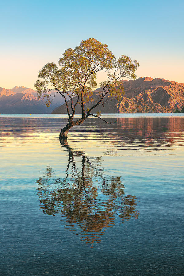 Nature Photograph - New Zealand - Wanaka Tree by Jean Claude Castor