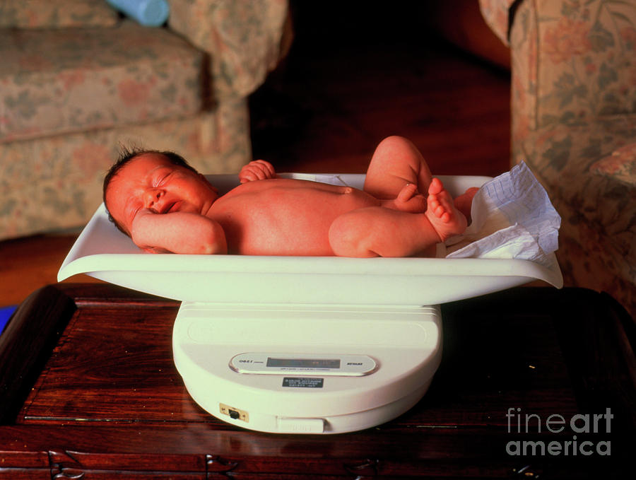 Newborn Baby Being Weighed On A Scale by Mark Clarke/science Photo Library