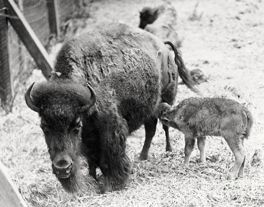 Newborn Buffalo With Mother Photograph by Bettmann