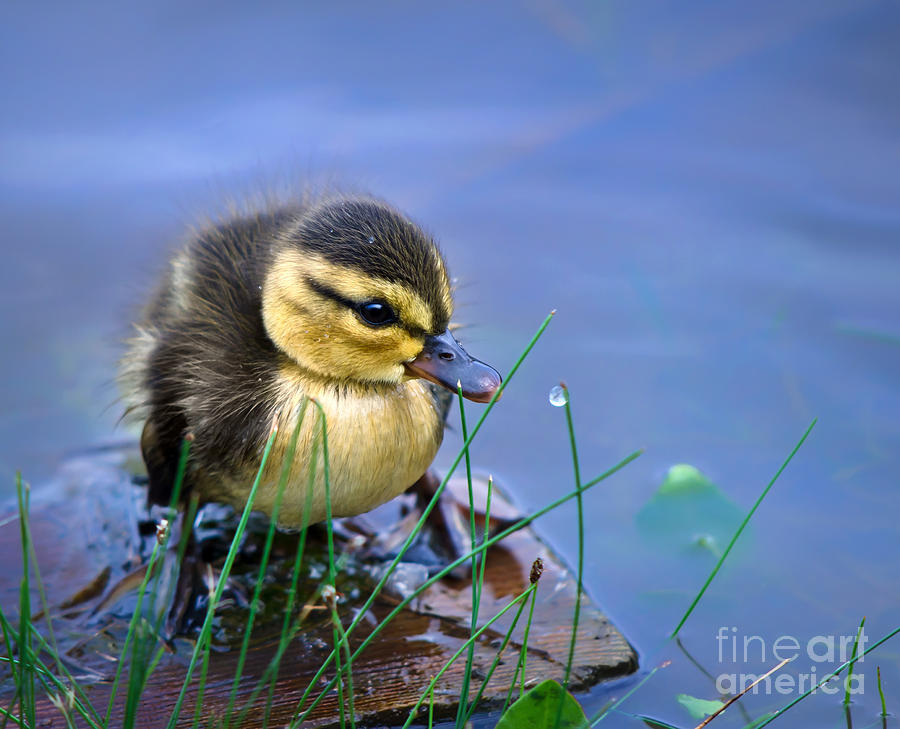 Offspring Photograph - Newborn Duckling by Leena Robinson Offspring Photograph - Newborn Duckling by Leena Robinson