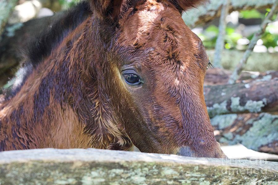 Newborn Foal  Photograph by Lara Morrison