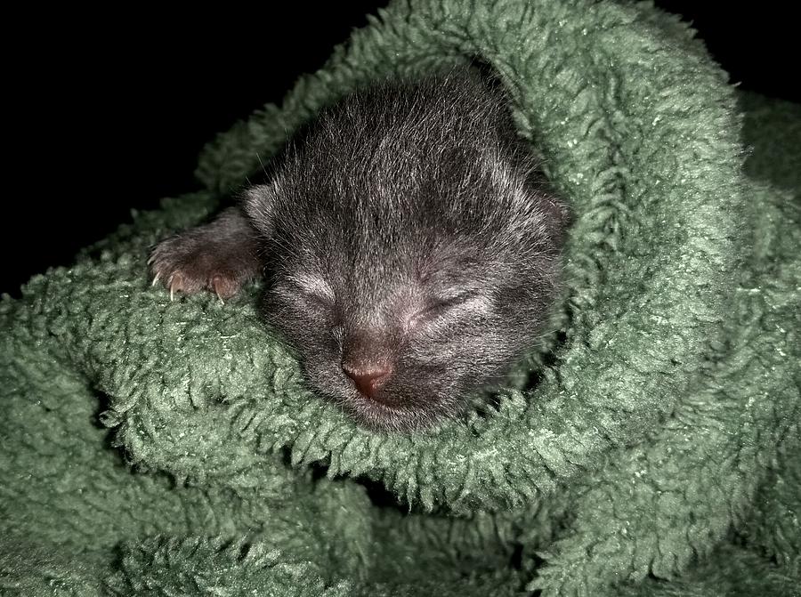 Newborn Gray Kitten  Photograph by Ally White