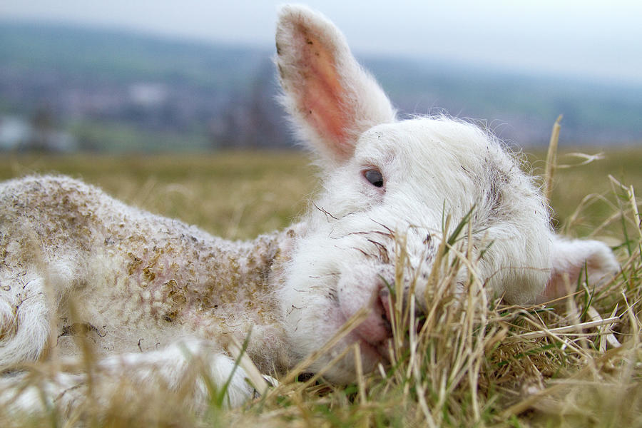 Newborn Lamb Photograph by Tj Blackwell