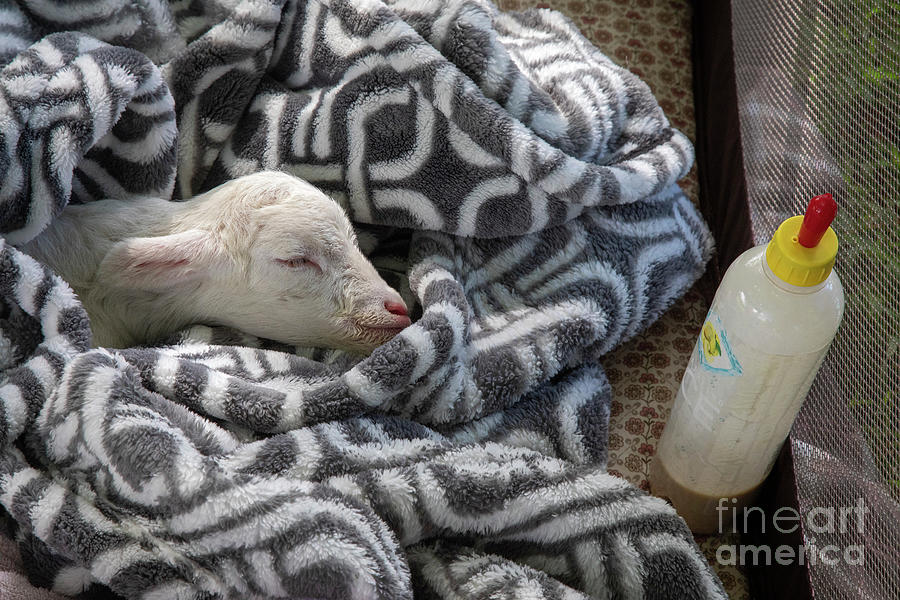 Newborn Lamb With Milk Bottle Photograph by Jim West/science Photo Library