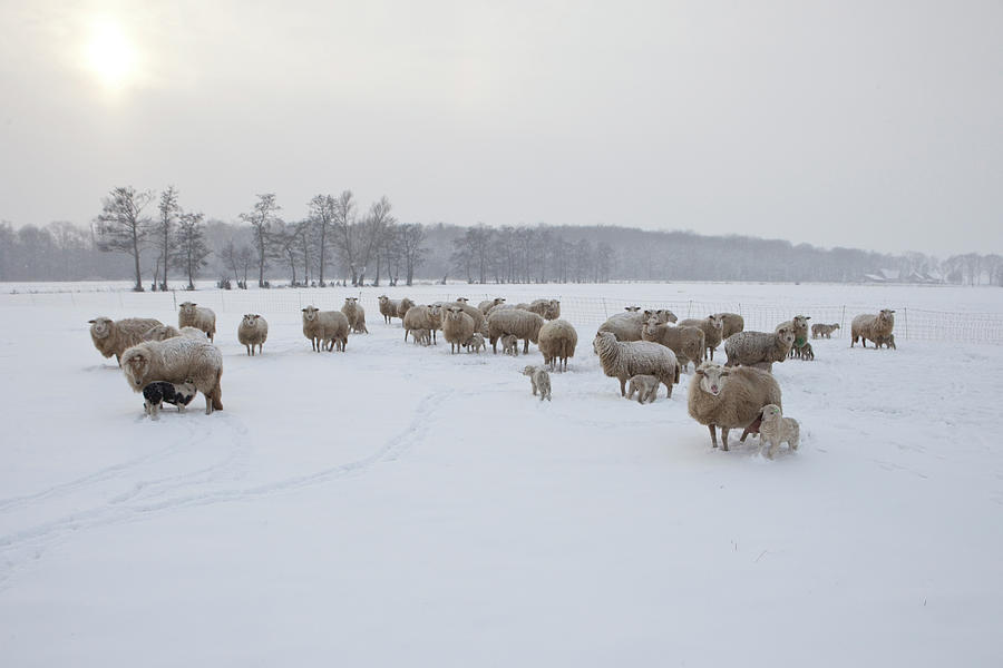 Newborn Lambs In Snow Photograph by Marcusrudolph.nl
