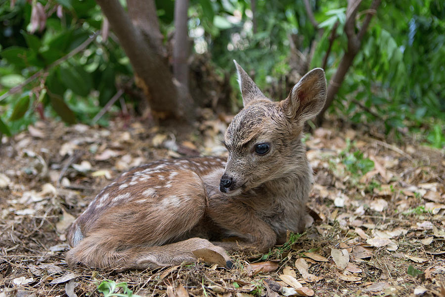 Newborn Mule Deer Fawn Photograph by Suzi Eszterhas