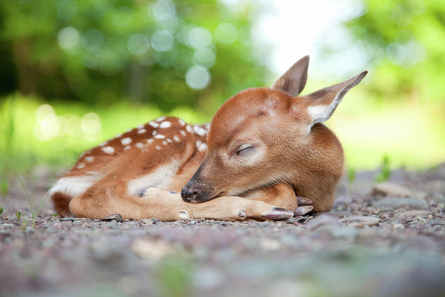 Newborn White-tailed Deer Fawn Sleeping Photograph by Terryfic3d