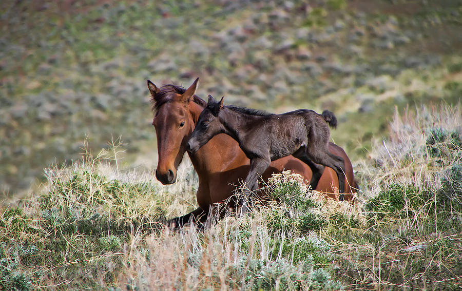 Newborn wild foal and mare Photograph by Waterdancer