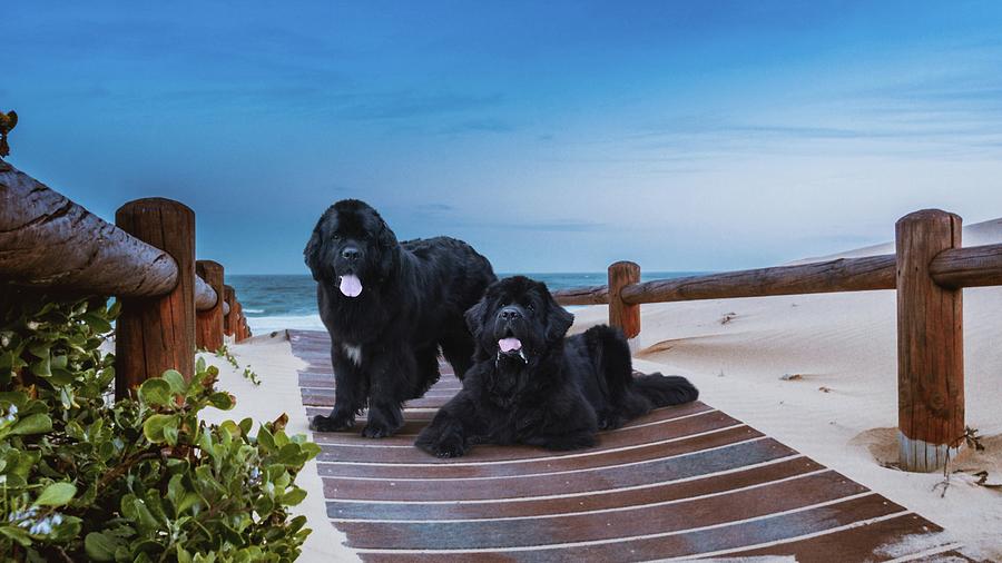 Newfies, Magnificent Water Dogs by Philip Bracco Newfies, Magnificent Water Dogs by Philip Bracco
