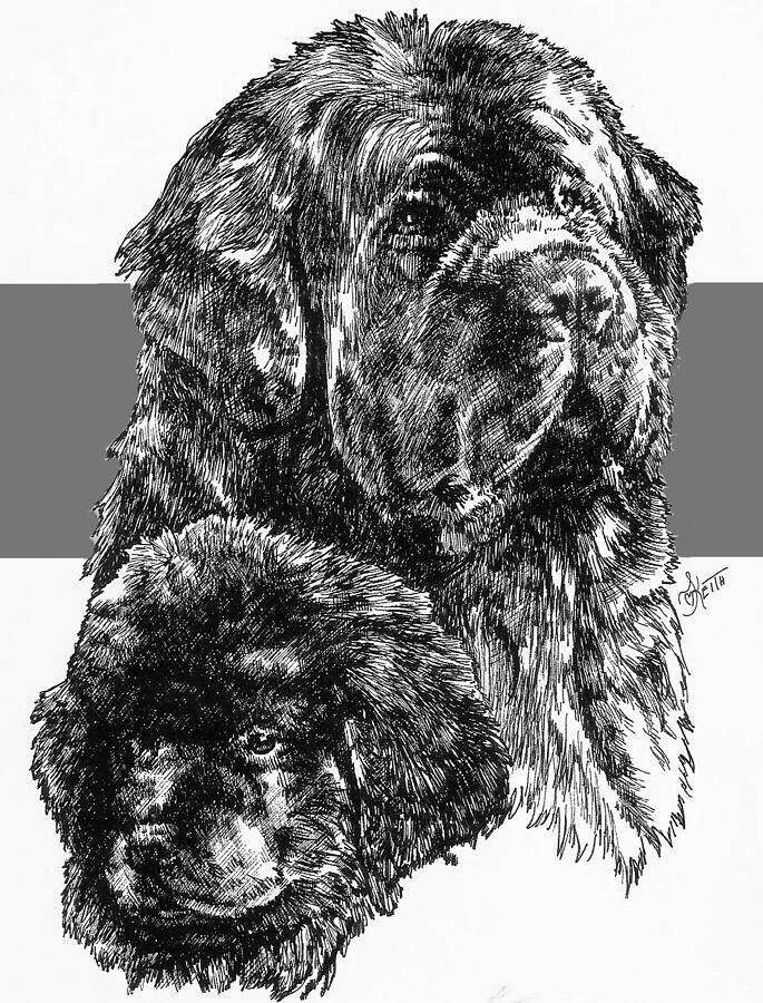 Newfoundland and Pup Drawing by Barbara Keith