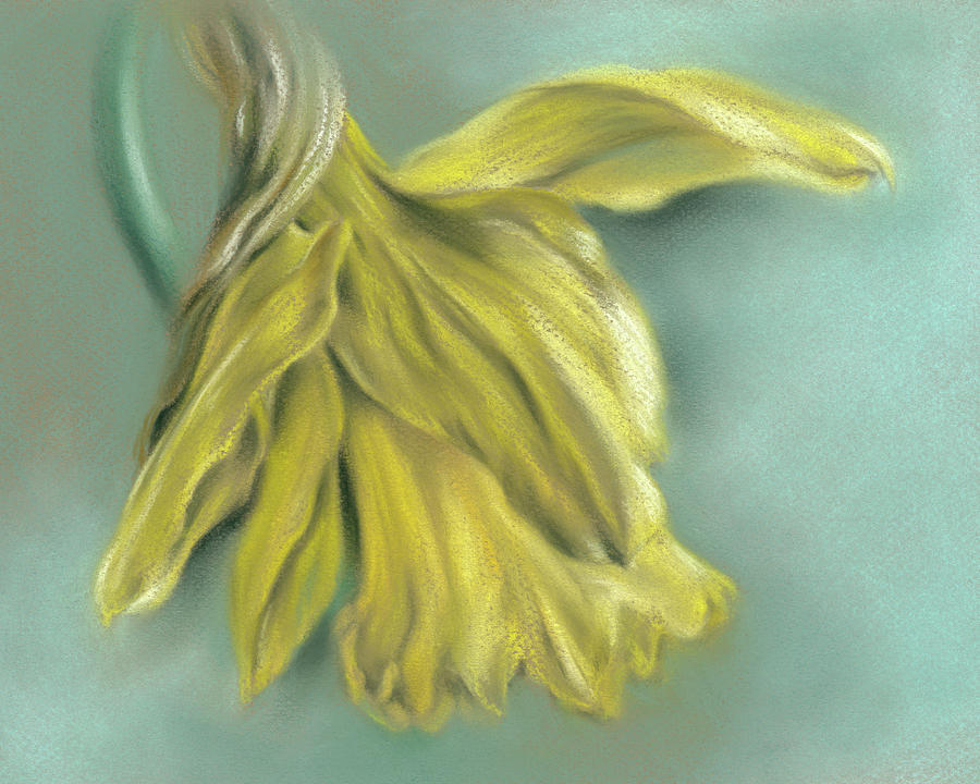 Newly Blossoming Yellow Daffodil by MM Anderson Newly Blossoming Yellow Daffodil by MM Anderson