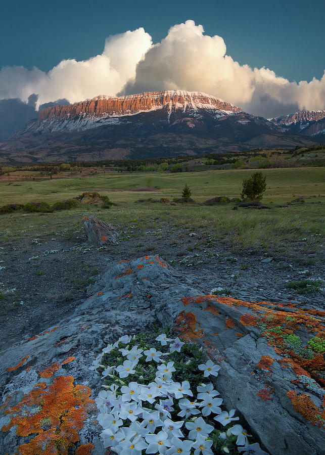 Newly Sprung / Augusta, Montana by Nicholas Parker Newly Sprung / Augusta, Montana by Nicholas Parker