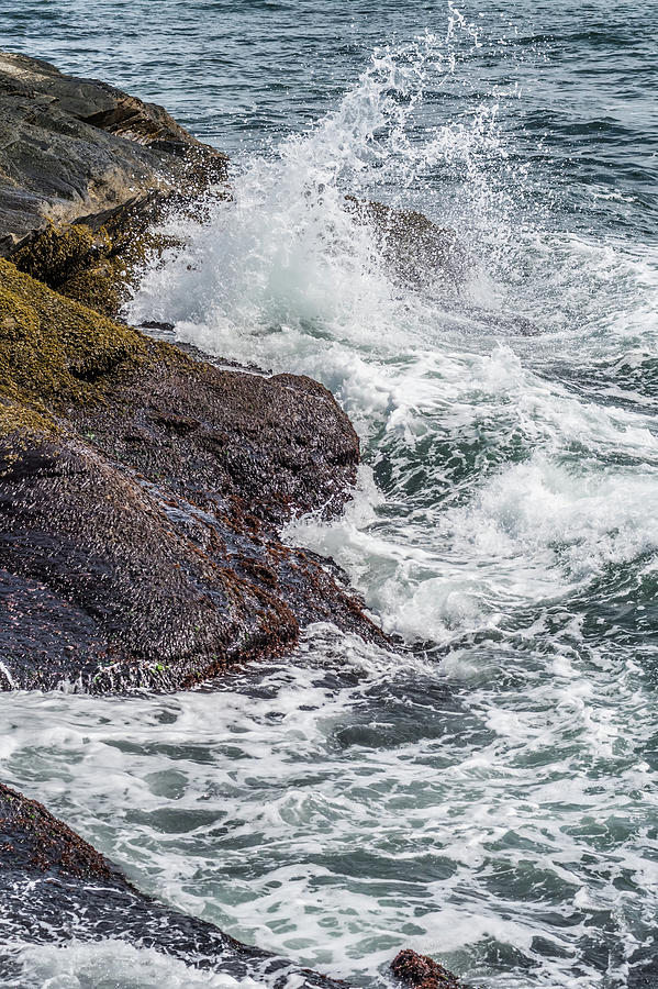 Newport Rhode Island Coastline Photograph by Alex Grichenko