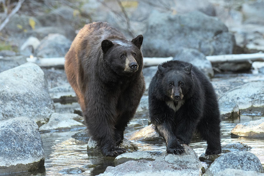 Black Bear Photograph - Next Generation by Dennis Bolton Black Bear Photograph - Next Generation by Dennis Bolton