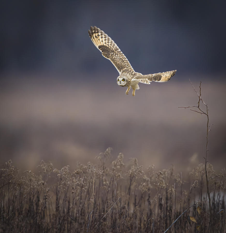 Nature Photograph - Next Target by Eugene Zhu