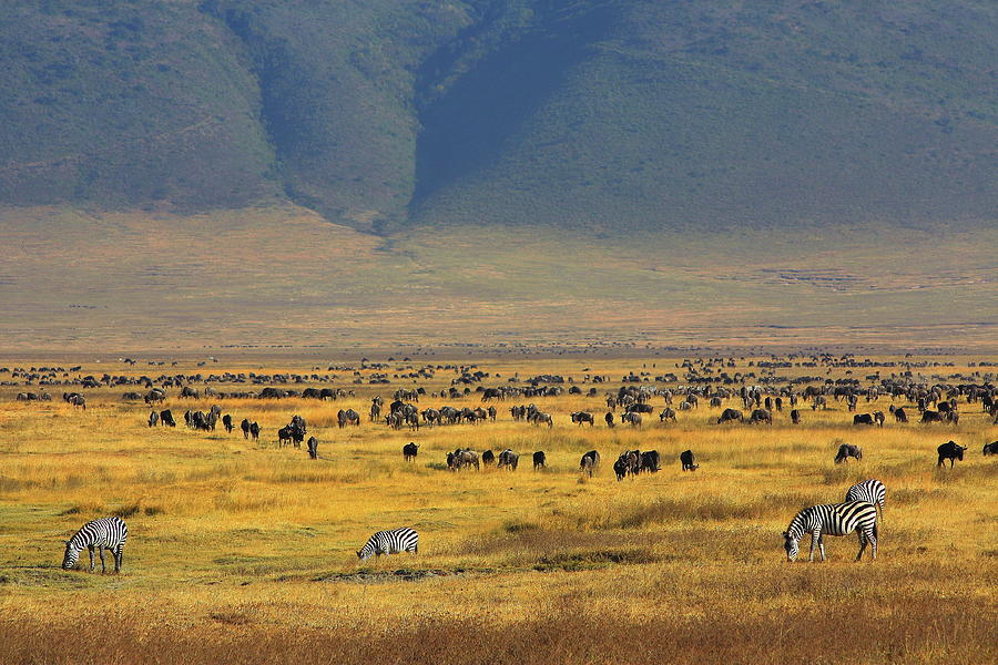Ngorongoro Crater Tanzania Photograph by Vladimir Nardin