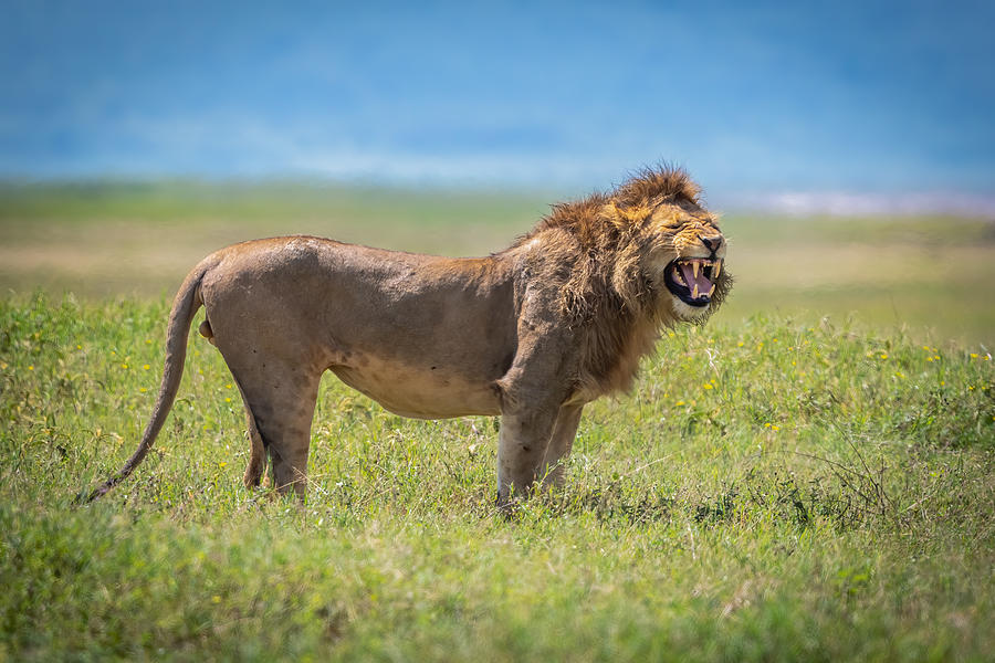 Ngorongoro Photograph by Jeffrey C. Sink