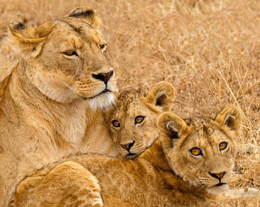 Lion Photograph - Ngorongoro Proud Mother by Marc Pelissier