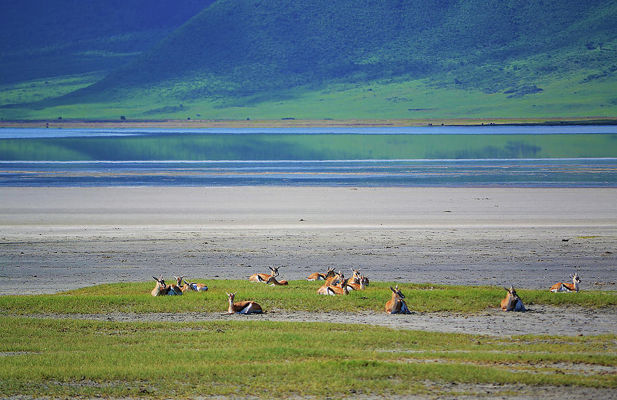 Ngorongoro Wildlife Photograph by Antonio Ciufo