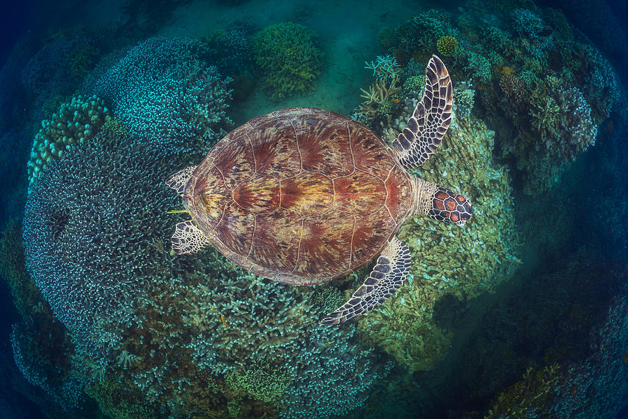 Turtle Photograph - Ngouja Reef by Barathieu Gabriel