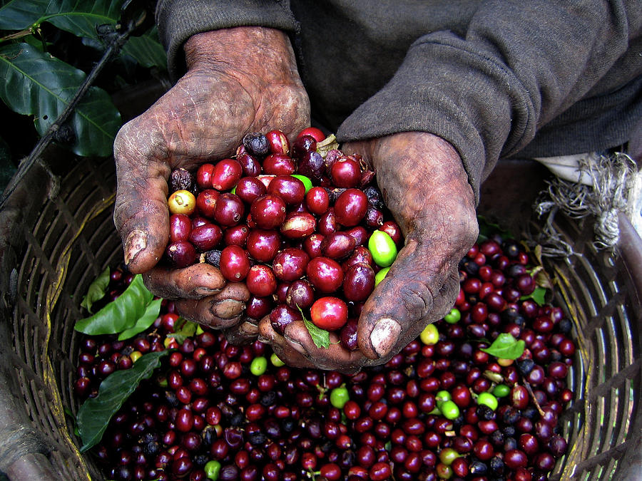 Nicaraguan Coffee Picker Photograph by Digi guru