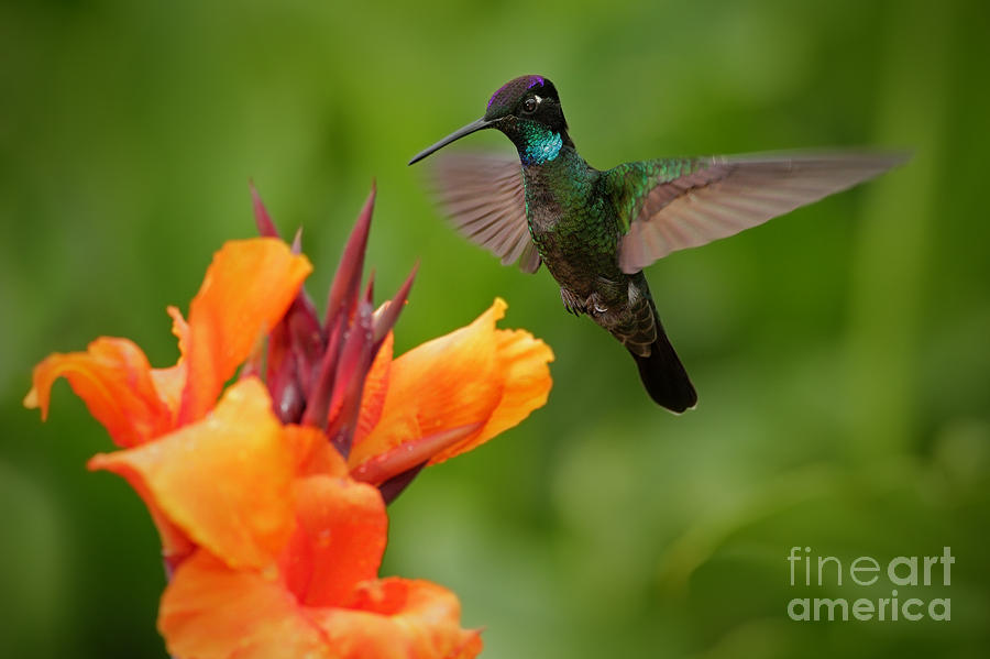 Small Photograph - Nice Hummingbird Magnificent by Ondrej Prosicky Small Photograph - Nice Hummingbird Magnificent by Ondrej Prosicky