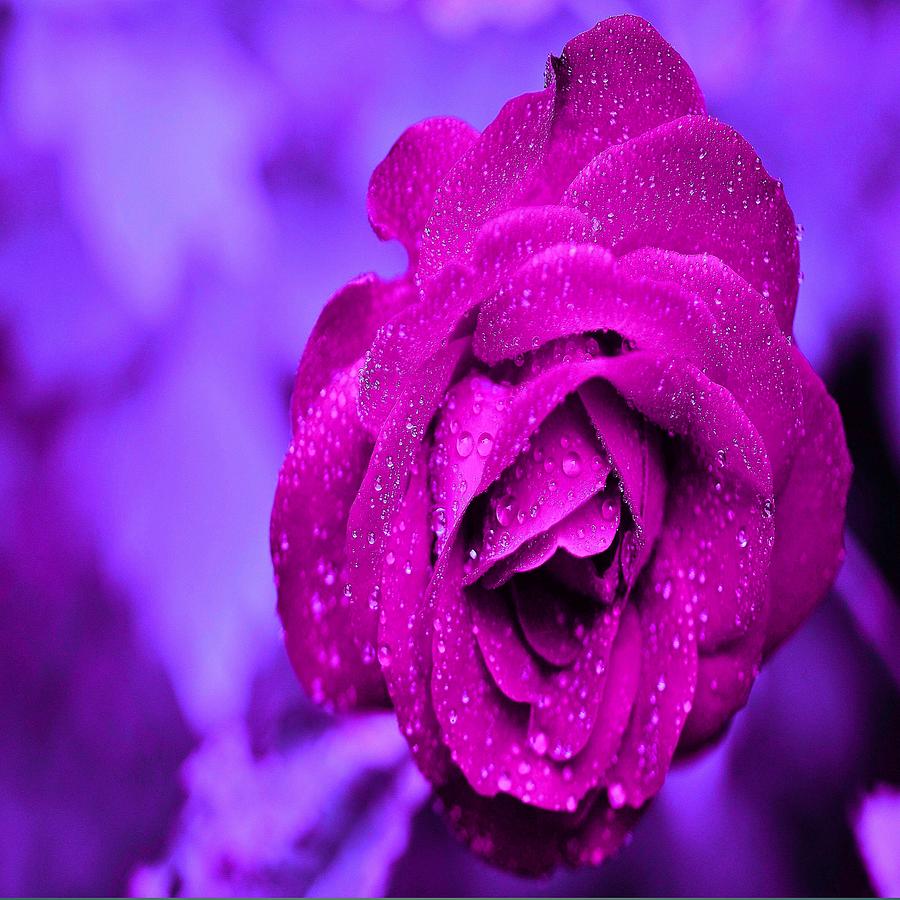 Nice looking Decent Color Rose Background Glass Art by Rajender Kumar -  Pixels