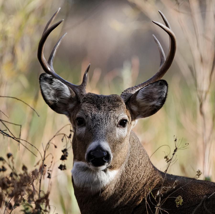 Nice White Tail Deer Buck By David C Stephens