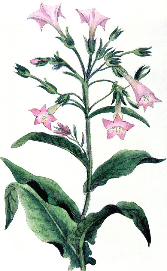 Nicotiana Tabacum - Tobacco Plant, 1823 Drawing by Print Collector